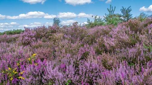 A swathe of purple heather growing at Ludshott Commons in East Hampshire, with blue sky visible above.